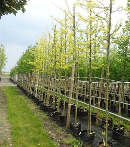 Gleditsia triac. 'Sunburst' 12-14 Hoogstam draadkluit 2 X verplant - afbeelding 3