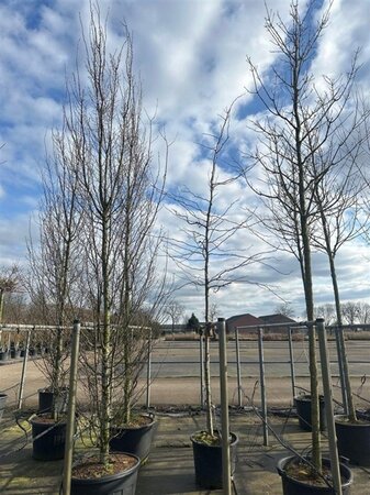 Gleditsia triac. 'Sunburst' 16-18 Hoogstam cont. 130L
