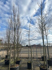 Gleditsia triac. 'Sunburst' 16-18 Hoogstam cont. 130L