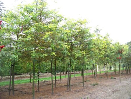 Gleditsia triac. 'Sunburst' 16-18 Hoogstam draadkluit 3 X verplant