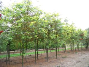 Gleditsia triac. 'Sunburst' 16-18 Hoogstam draadkluit 3 X verplant