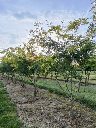 Gleditsia triac. 'Sunburst' 175-200 cm draadkluit meerstammig - afbeelding 1