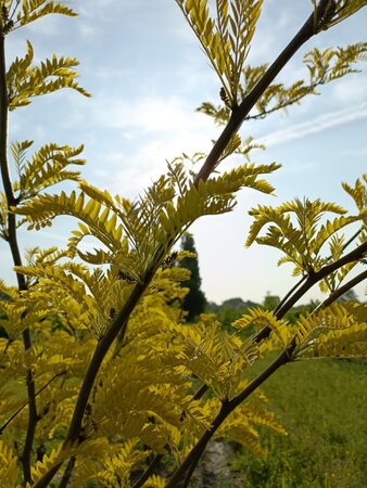 Gleditsia triac. 'Sunburst' 175-200 cm draadkluit meerstammig - afbeelding 3
