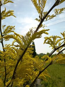 Gleditsia triac. 'Sunburst' 175-200 cm WRB multi-stem - image 2