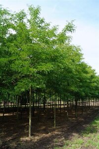 Gleditsia triac. 'Sunburst' 18-20 Hoogstam draadkluit 3 X verplant