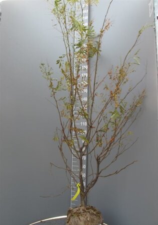 Gleditsia triac. 'Sunburst' 200-250 cm draadkluit meerstammig - afbeelding 4