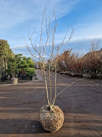 Gleditsia triac. 'Sunburst' 200-250 cm draadkluit meerstammig - afbeelding 6