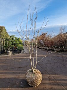 Gleditsia triac. 'Sunburst' 200-250 cm draadkluit meerstammig - afbeelding 6