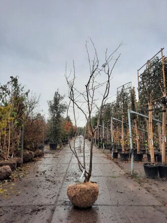 Gleditsia triac. 'Sunburst' 200-250 cm draadkluit meerstammig - afbeelding 5