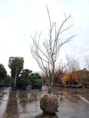 Gleditsia triac. 'Sunburst' 200-250 cm draadkluit meerstammig - afbeelding 6