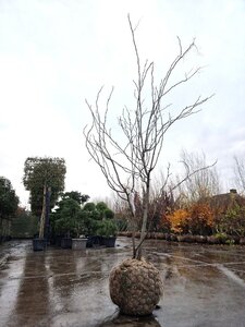 Gleditsia triac. 'Sunburst' 200-250 cm draadkluit meerstammig - afbeelding 6