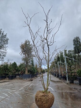 Gleditsia triac. 'Sunburst' 200-250 cm draadkluit meerstammig - afbeelding 7