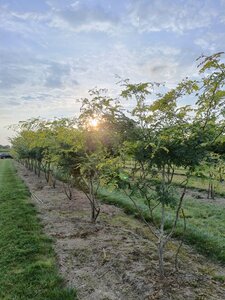 Gleditsia triac. 'Sunburst' 200-250 cm draadkluit meerstammig - afbeelding 3