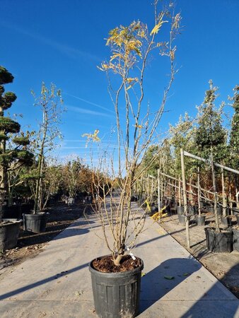 Gleditsia triac. 'Sunburst' 250-300 cm container meerstammig - afbeelding 2