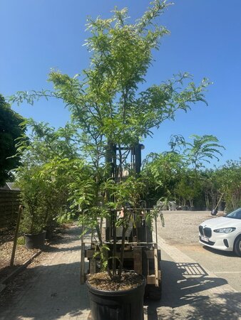 Gleditsia triac. 'Sunburst' 250-300 cm container multi-stem - image 3