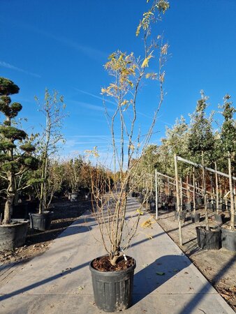 Gleditsia triac. 'Sunburst' 250-300 cm container multi-stem - image 1