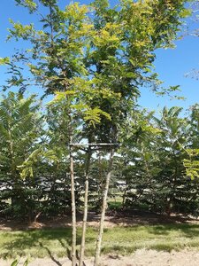 Gleditsia triac. 'Sunburst' 250-300 cm draadkluit meerstammig