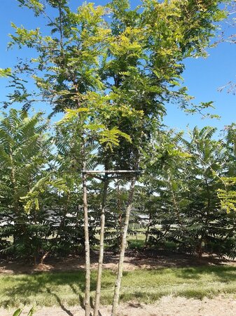 Gleditsia triac. 'Sunburst' 250-300 cm WRB multi-stem