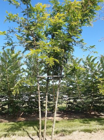 Gleditsia triac. 'Sunburst' 250-300 cm WRB multi-stem - image 2