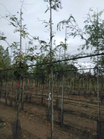 Gleditsia triac. 'Sunburst' 6-8 Hoogstam wortelgoed - afbeelding 1