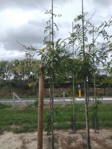 Gleditsia triac. 'Sunburst' 6-8 Hoogstam wortelgoed - afbeelding 4