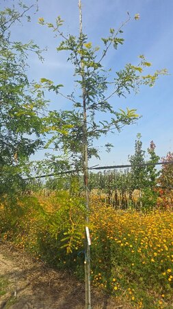 Gleditsia triac. 'Sunburst' 6-8 Hoogstam wortelgoed - afbeelding 2