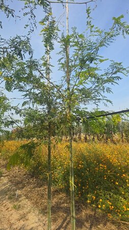 Gleditsia triac. 'Sunburst' 8-10 Hoogstam wortelgoed - afbeelding 1