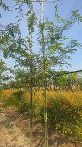 Gleditsia triac. 'Sunburst' 8-10 Hoogstam wortelgoed