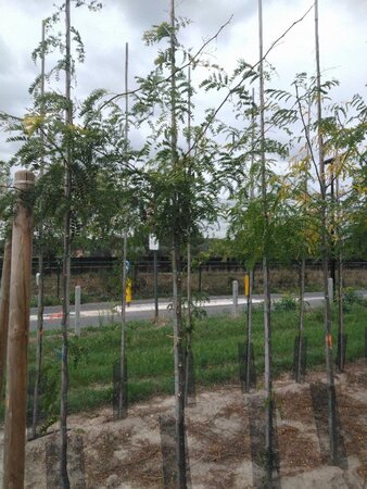Gleditsia triac. 'Sunburst' 8-10 Hoogstam wortelgoed - afbeelding 2