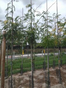 Gleditsia triac. 'Sunburst' 8-10 Hoogstam wortelgoed - afbeelding 2