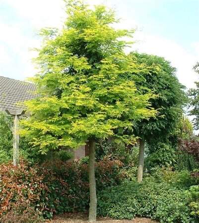 Gleditsia triac. 'Sunburst' 8-10 Hoogstam wortelgoed - afbeelding 3
