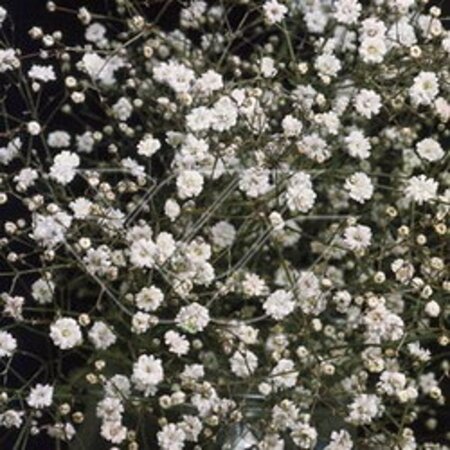 Gypsophila pan. 'Bristol Fairy' geen maat specificatie 0,55L/P9cm - afbeelding 2