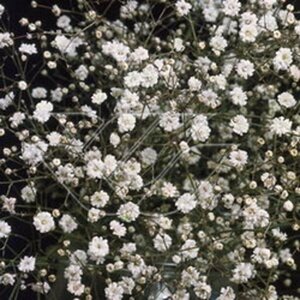 Gypsophila pan. 'Bristol Fairy' geen maat specificatie 0,55L/P9cm - afbeelding 2