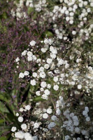 Gypsophila pan. 'Bristol Fairy' geen maat specificatie 0,55L/P9cm