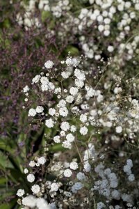 Gypsophila pan. 'Bristol Fairy' geen maat specificatie 0,55L/P9cm