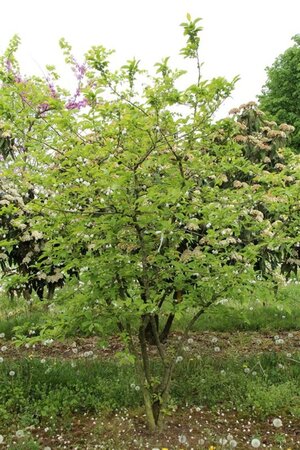 Halesia carolina 125-150 cm draadkluit extra - afbeelding 1