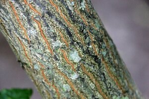 Halesia carolina 125-150 cm draadkluit extra - afbeelding 2