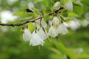 Halesia carolina 125-150 cm draadkluit extra - afbeelding 3