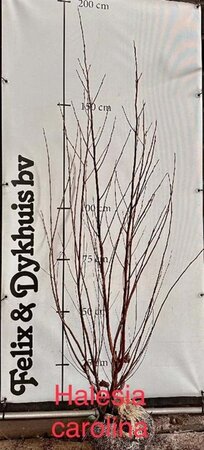 Halesia carolina 125-150 cm met kluit - afbeelding 6