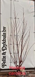 Halesia carolina 125-150 cm met kluit - afbeelding 6