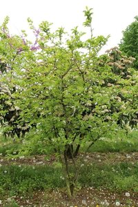 Halesia carolina 125-150 cm RB