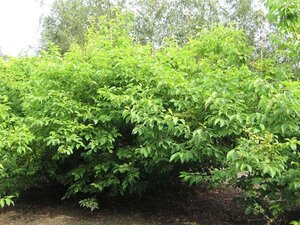 Halesia carolina 200-250 cm draadkluit meerstammig