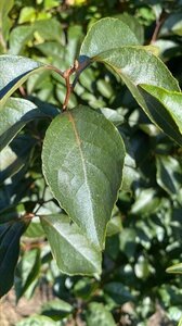 Halesia carolina 200-250 cm draadkluit struik