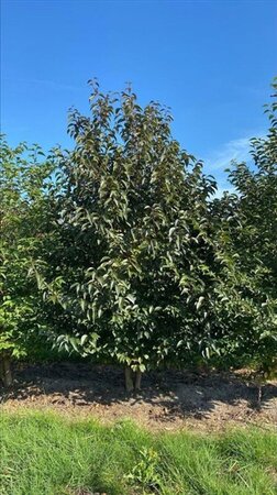 Halesia carolina 200-250 cm draadkluit struik - afbeelding 2