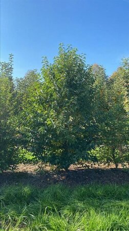 Halesia carolina 200-250 cm draadkluit struik - afbeelding 3