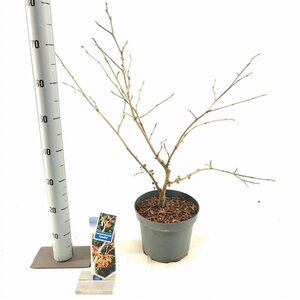 Hamamelis int. 'Aphrodite' ROOD 30-40 cm cont. 5,0L