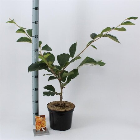 Hamamelis int. 'Aphrodite' ROOD 30-40 cm cont. 5,0L - afbeelding 1