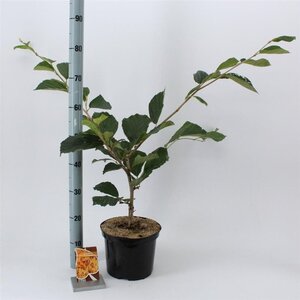 Hamamelis int. 'Aphrodite' ROOD 30-40 cm cont. 5,0L