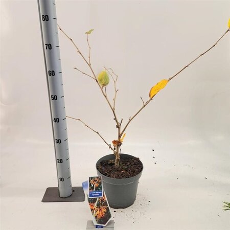 Hamamelis int. 'Aphrodite' ROOD 30-40 cm cont. 5,0L - afbeelding 2