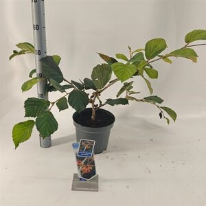 Hamamelis int. 'Aphrodite' ROOD 30-40 cm cont. 5,0L - afbeelding 3